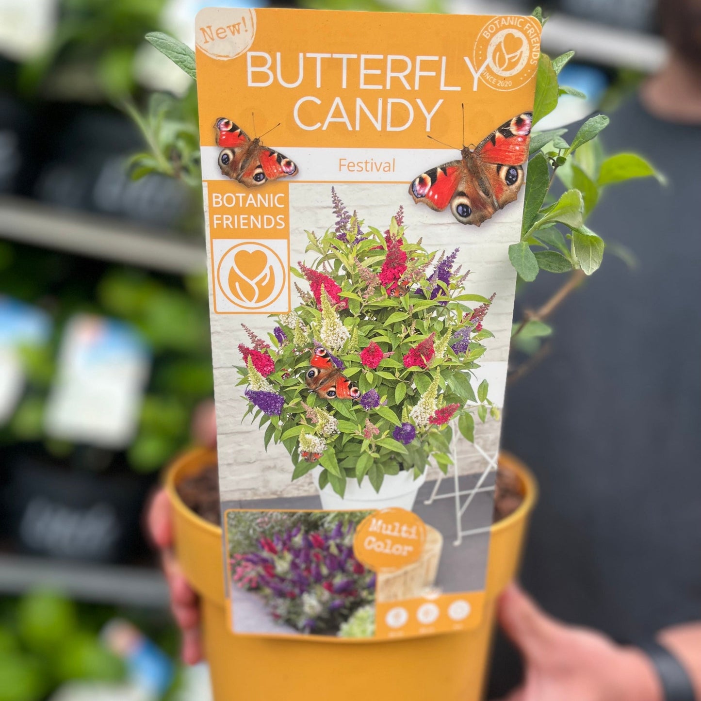 Buddleja 'Festival' Candy Mix 3L