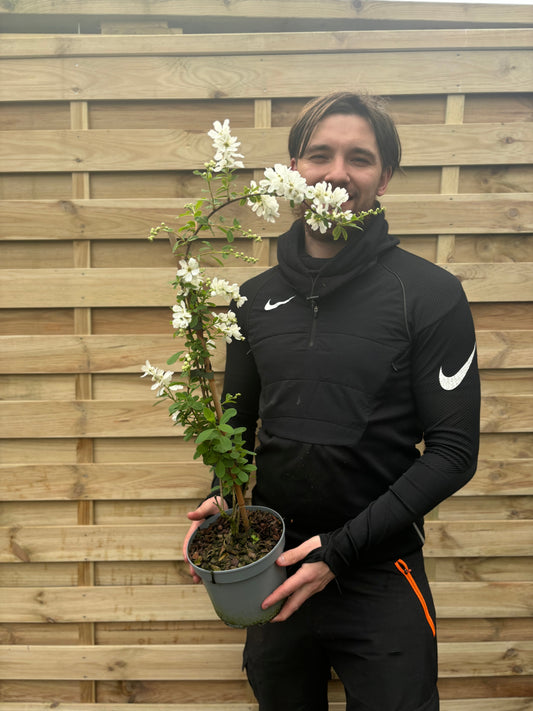 Exochorda macrantha 'The Bride'  9cm / 2L
