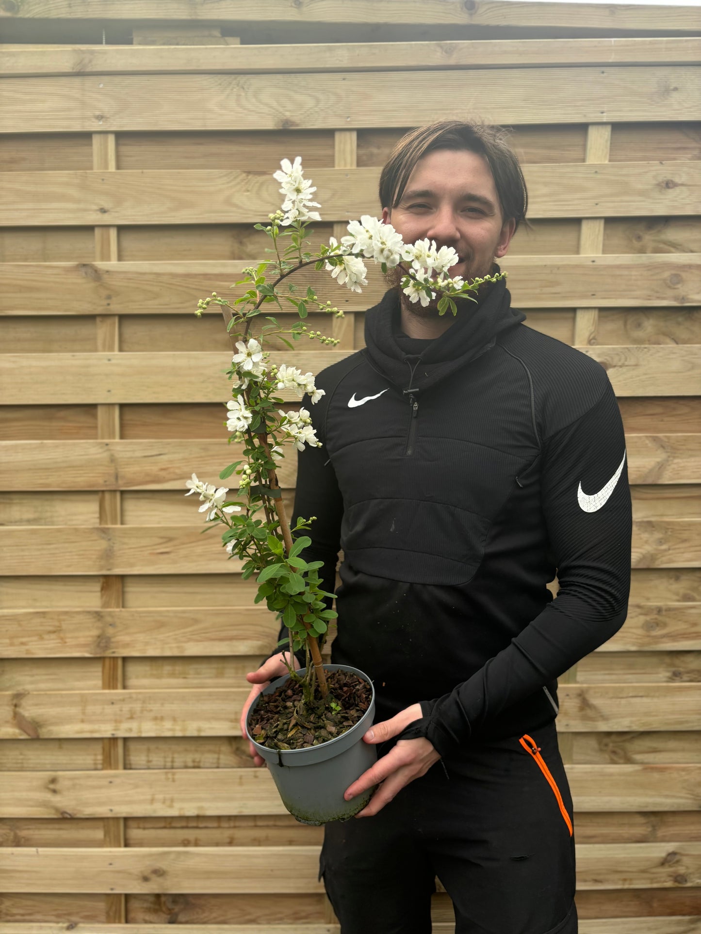 Exochorda macrantha 'The Bride'  9cm / 2L
