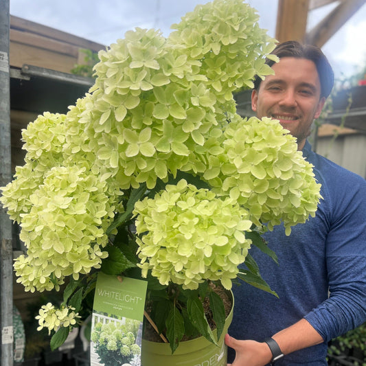 Hydrangea paniculata 'White Light' 2L / 5L / 7.5L