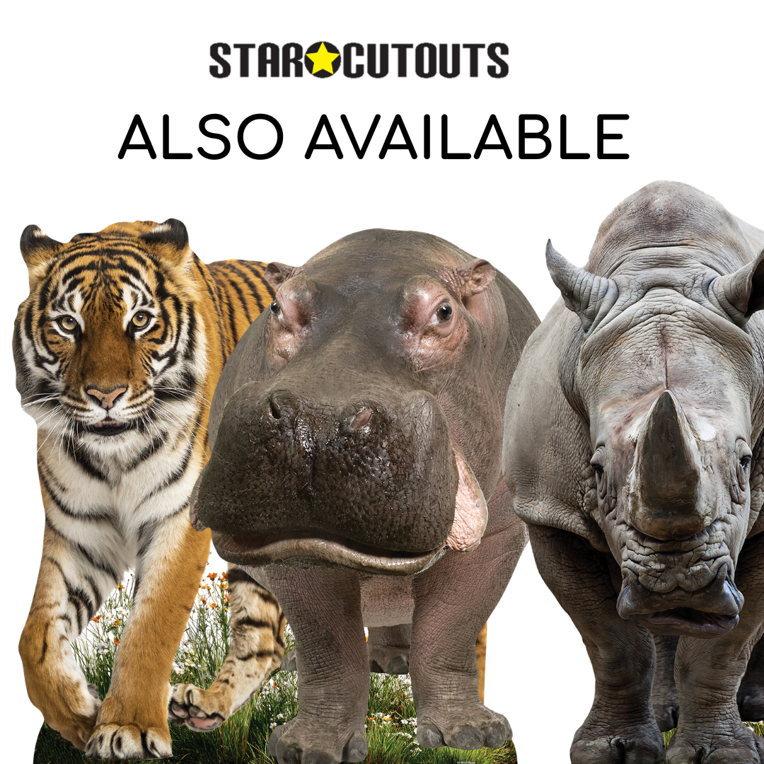 SC4853 Young Rhino  Cardboard Cutout Height 152cm