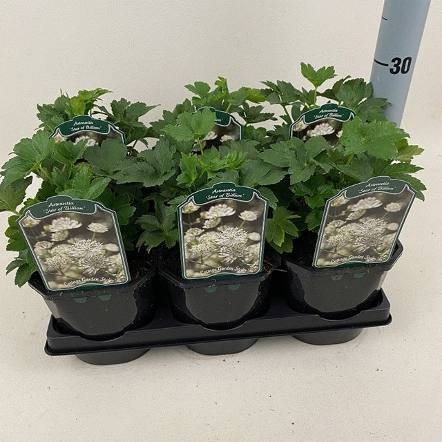 Astrantia 'Star of Billion' 2L