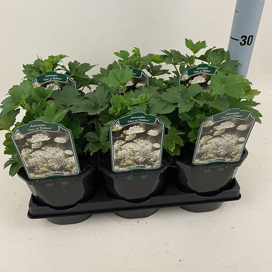 Astrantia 'Star of Billion' 2L