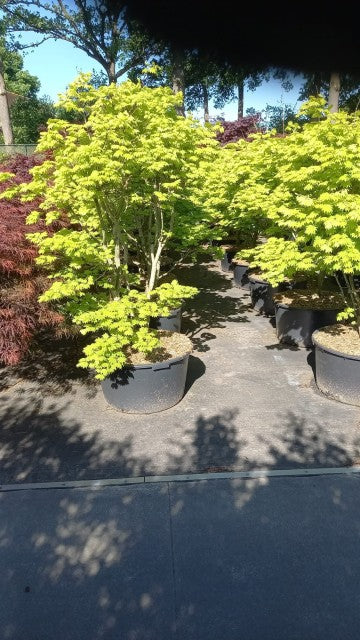 Acer shirasawanum 'Aureum' 90L
