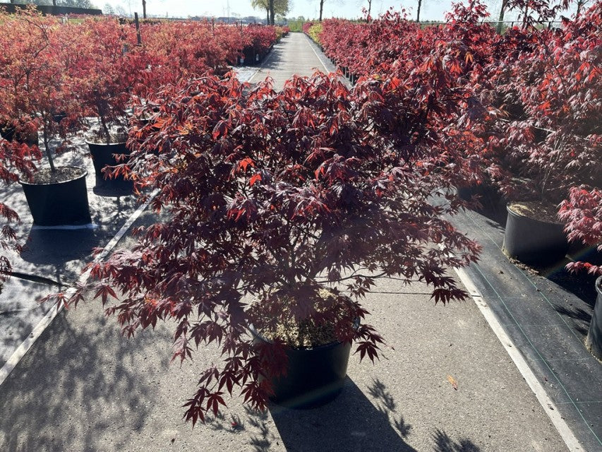 Acer palmatum 'Atropurpureum' 10.5cm-130L