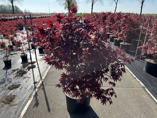 Acer palmatum 'Bloodgood' 35L 175cm