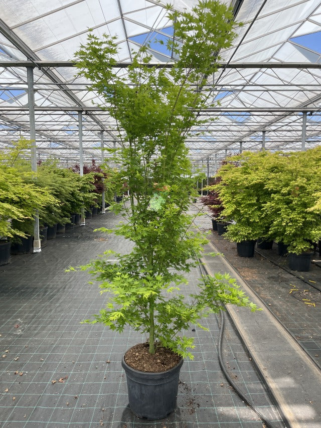 Acer palmatum 'Going Green' 10.5cm/2L/3L/45L