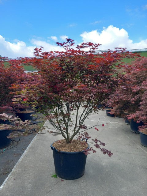 Acer palmatum 'Atropurpureum' 10.5cm-130L