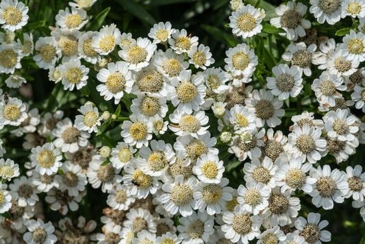Achillea ptarmica 'The Pearl' - Marginal Pond Plants - BP001