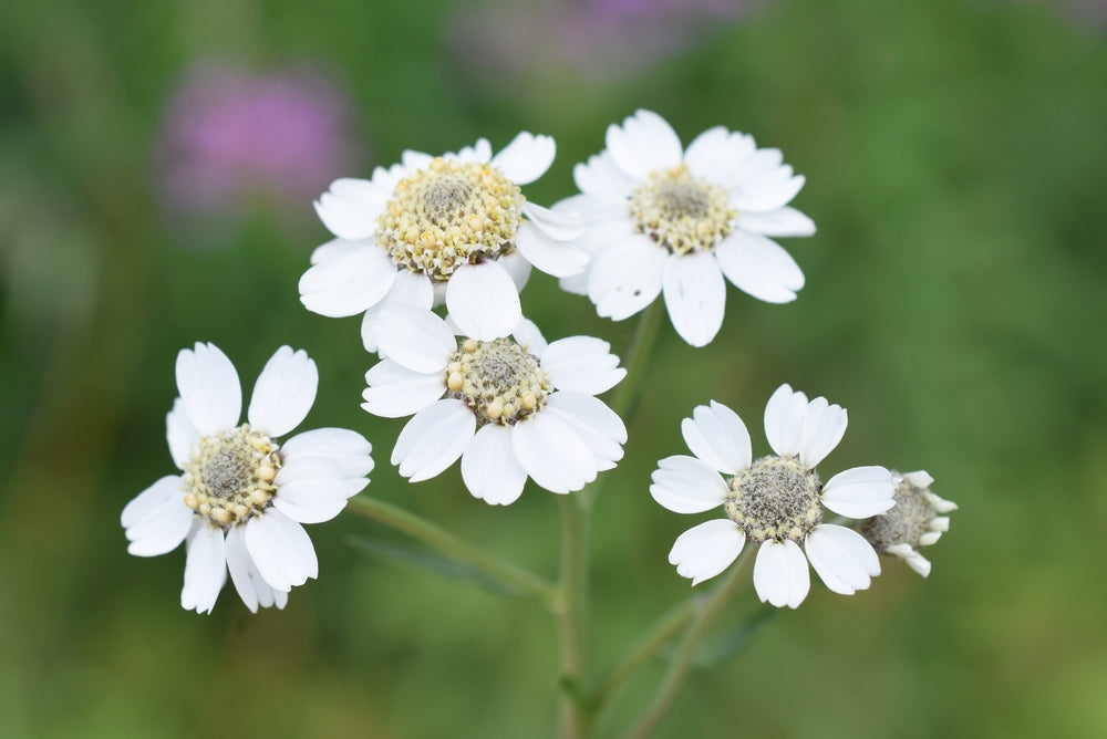 Achillea ptarmica 'The Pearl' - Marginal Pond Plants - BP001