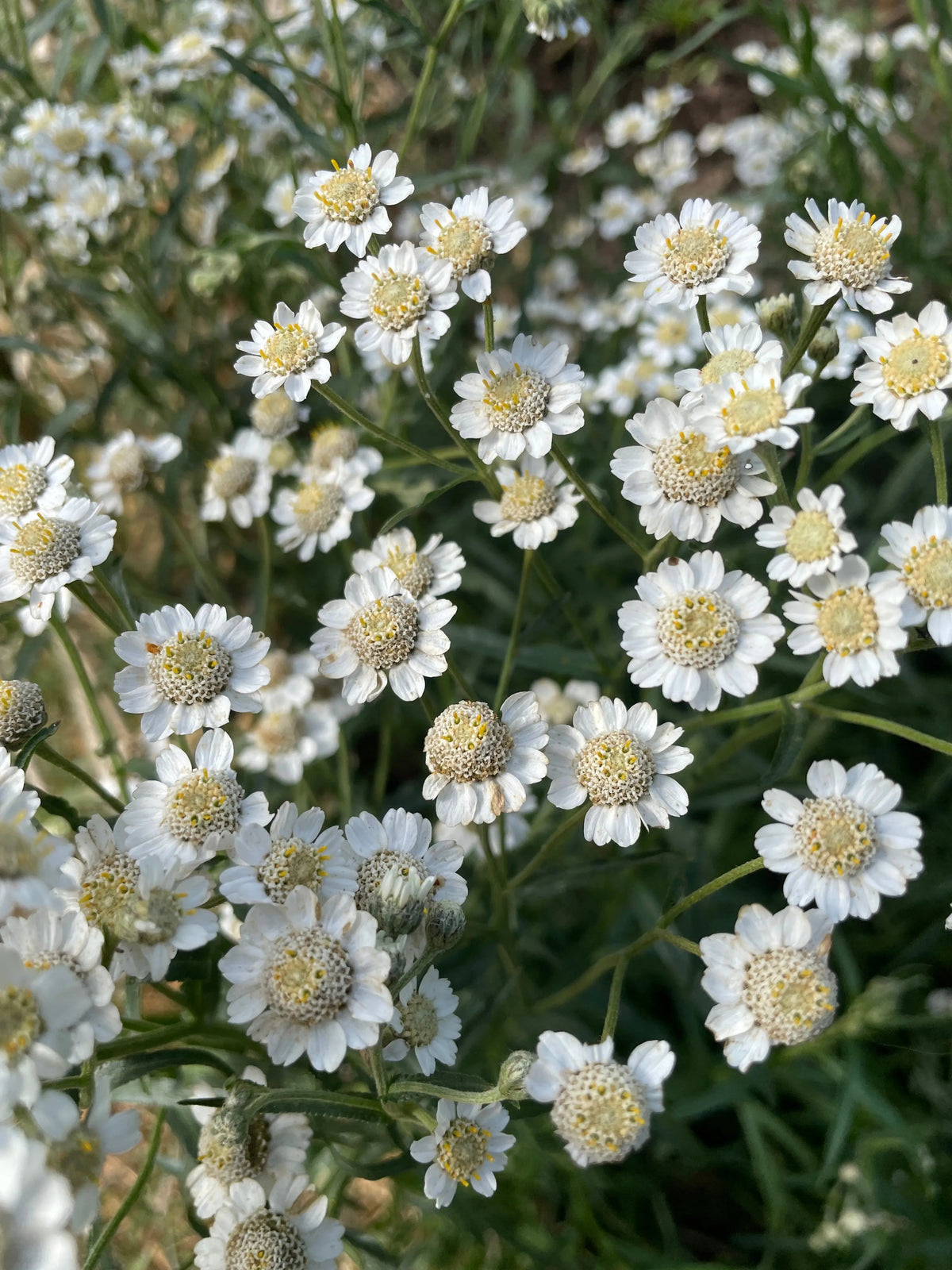 Achillea Ballerina