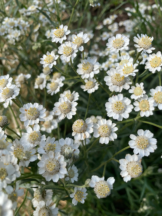 Achillea Ballerina