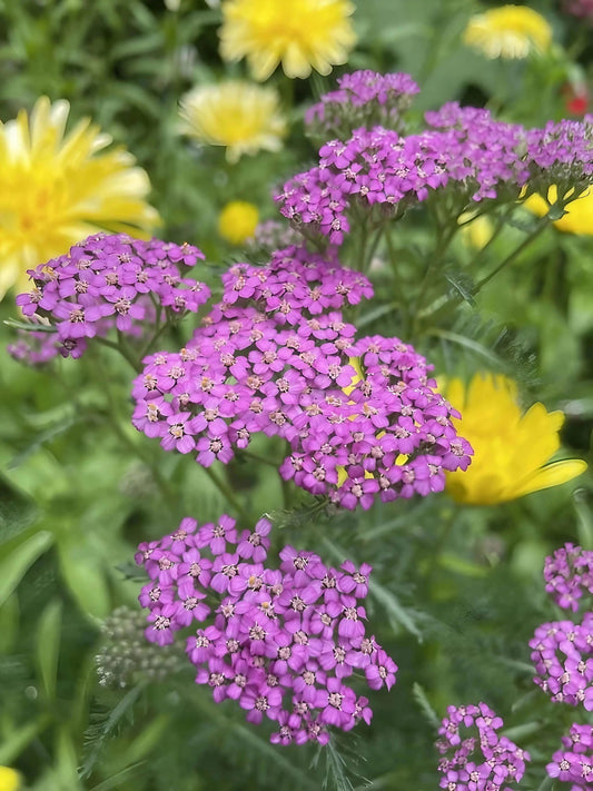 Achillea Cerise Queen