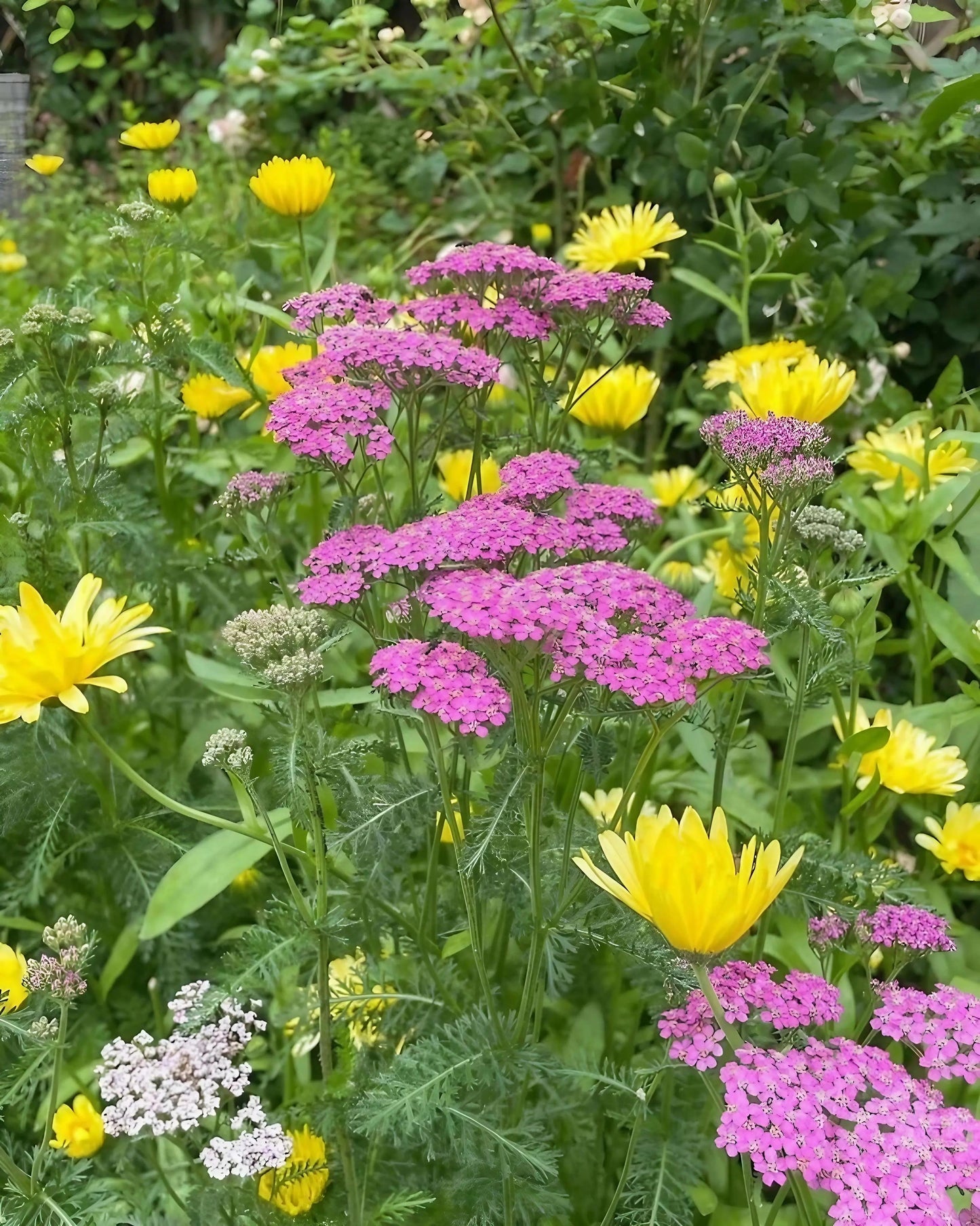 Achillea Cerise Queen