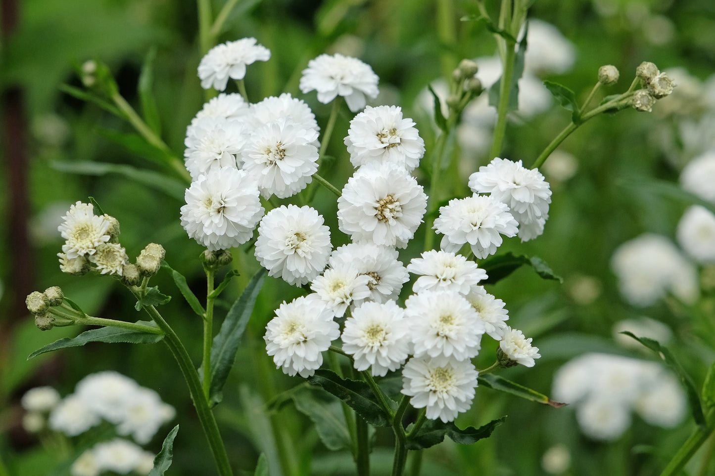Achillea ptarmica 'The Pearl'