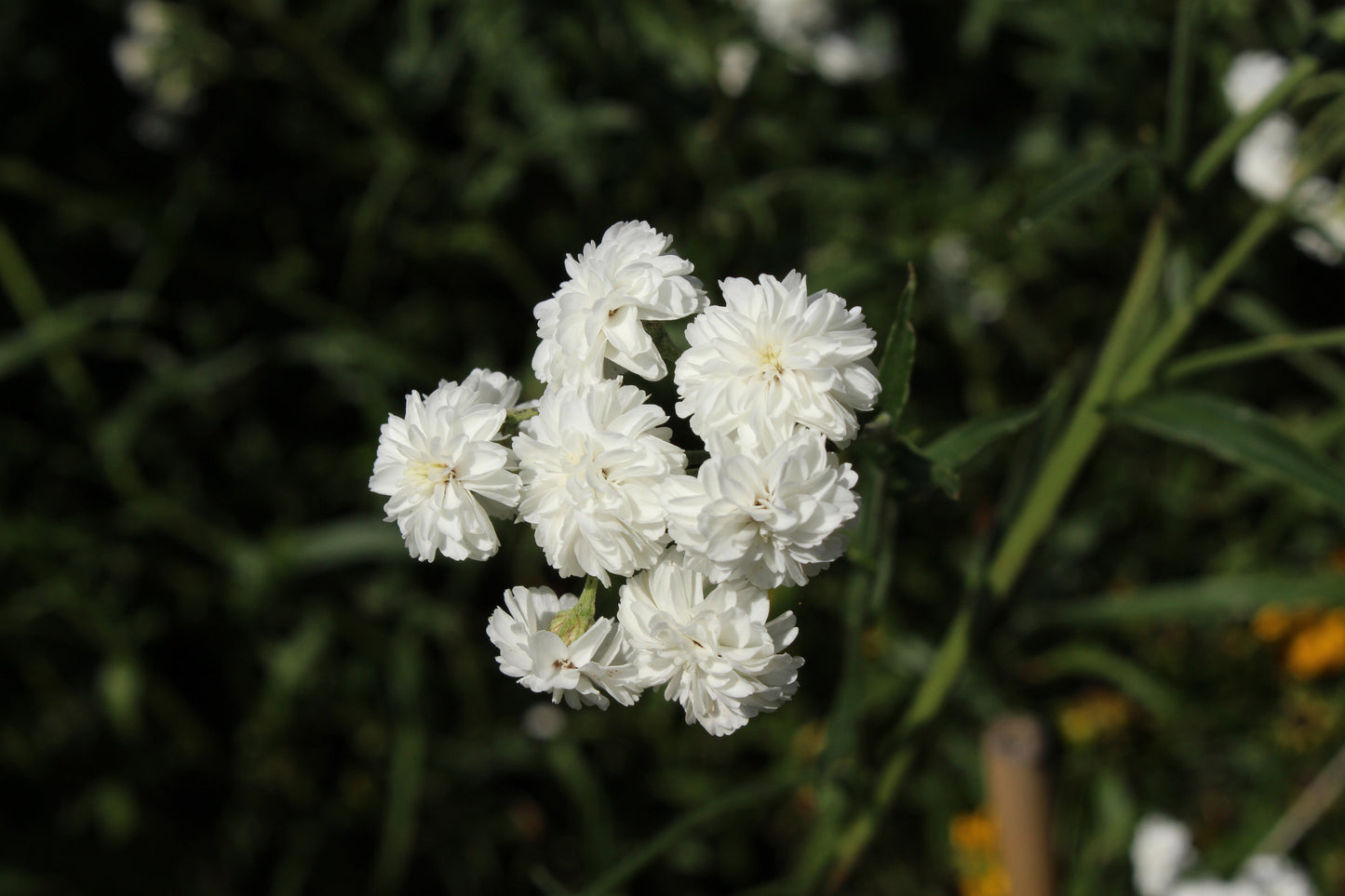 Achillea ptarmica 'The Pearl'