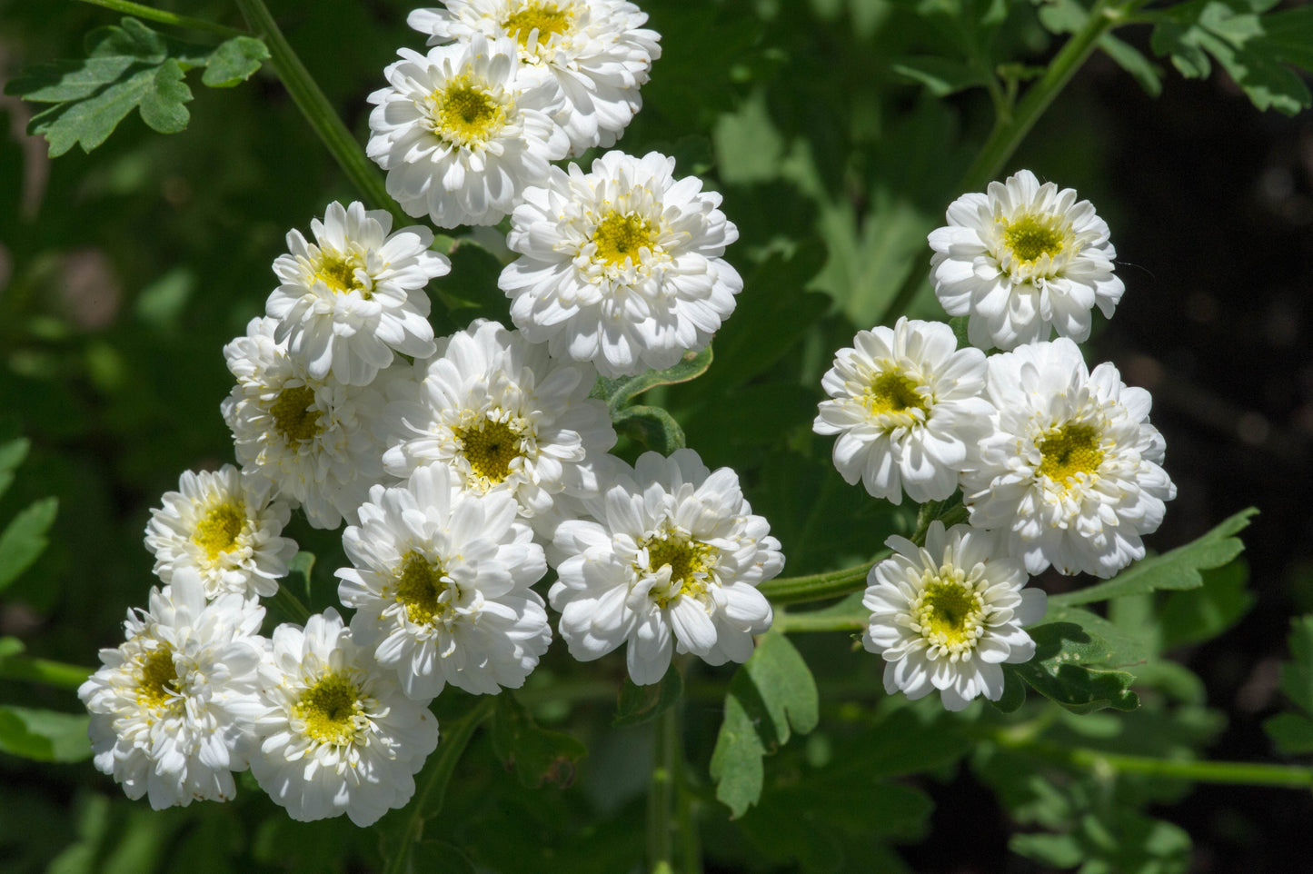 Achillea ptarmica 'The Pearl'