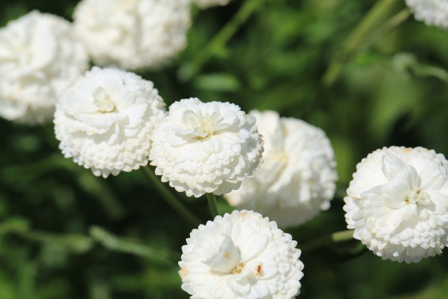 Achillea ptarmica 'The Pearl'