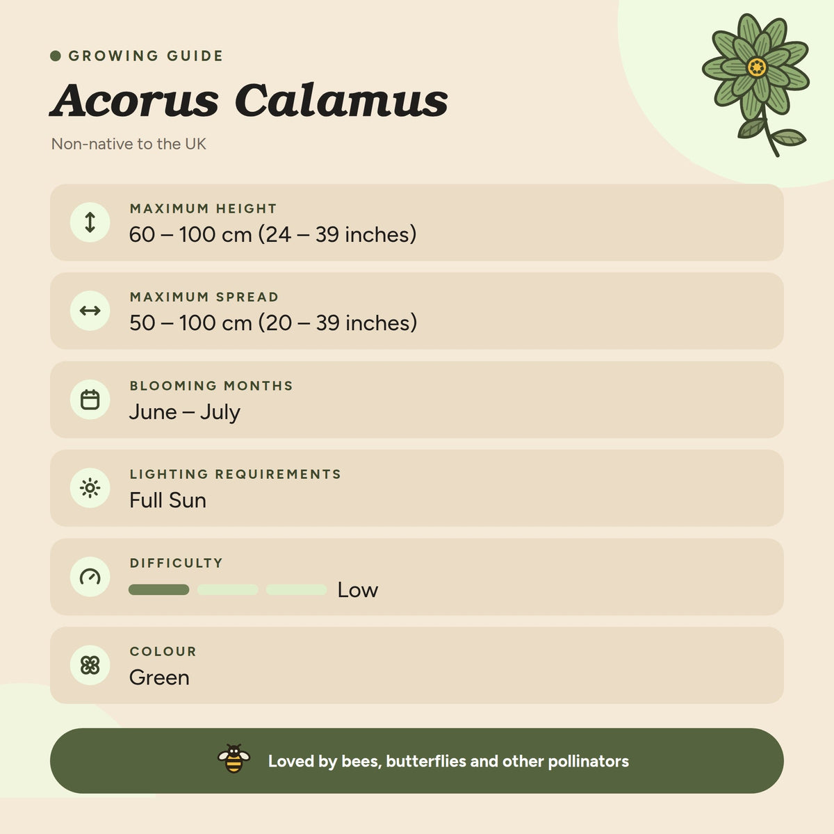 Acorus calamus