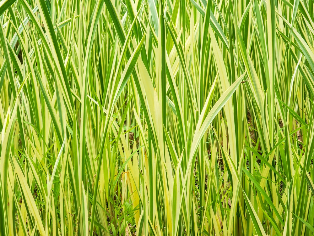 Acorus calamus Variegated (Sweet flag) - Marginal Pond Plants - MP002