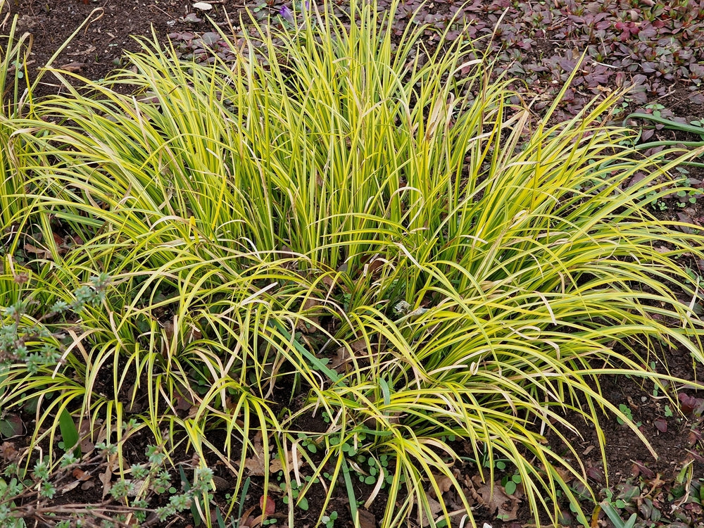 Acorus gramineus Ogon (Golden Variegated) - Marginal Pond Plants - MP004