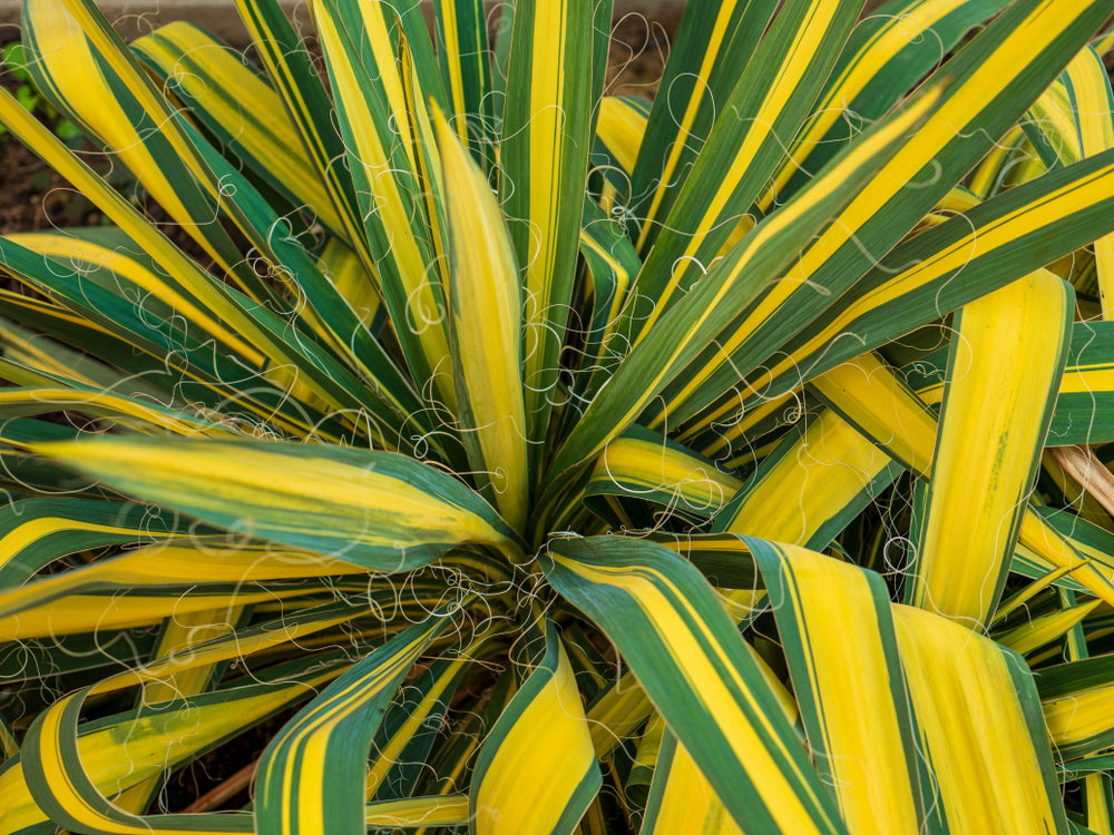 Acorus gramineus Ogon (Golden Variegated) - Marginal Pond Plants - MP004