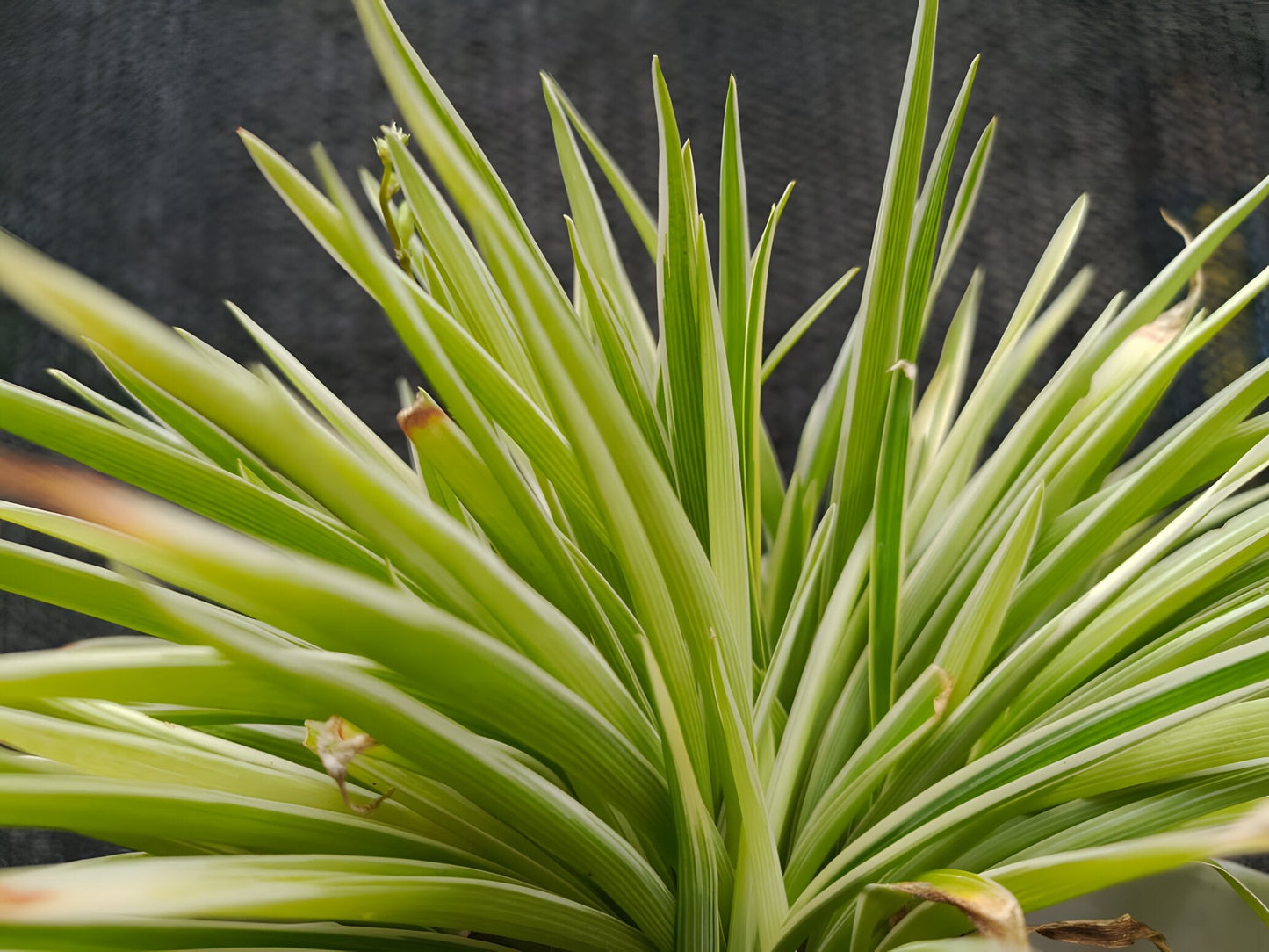 Acorus gramineus 'Pusillus'