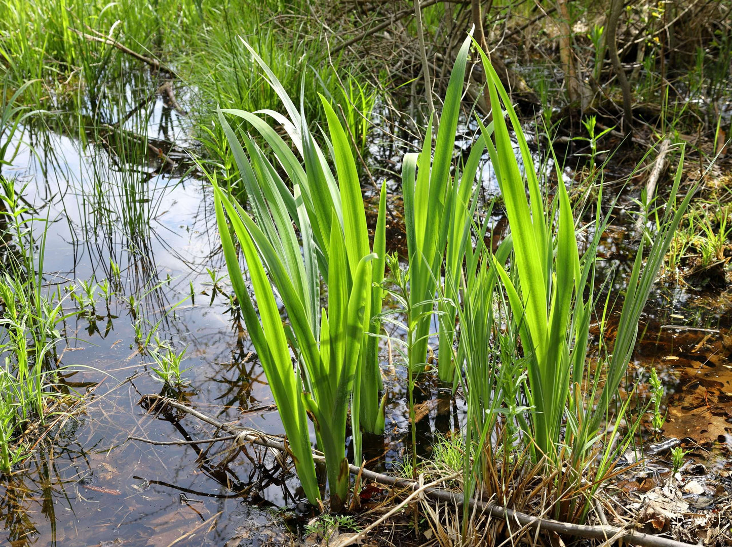 Acorus calamus (Sweet flag) - Marginal Pond Plants - MP001