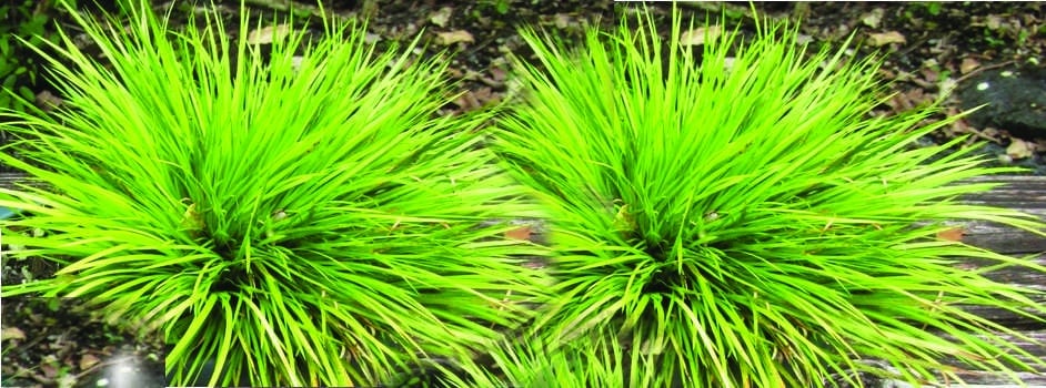 Acorus gramineus Pusillus - Marginal Pond Plants - MP005