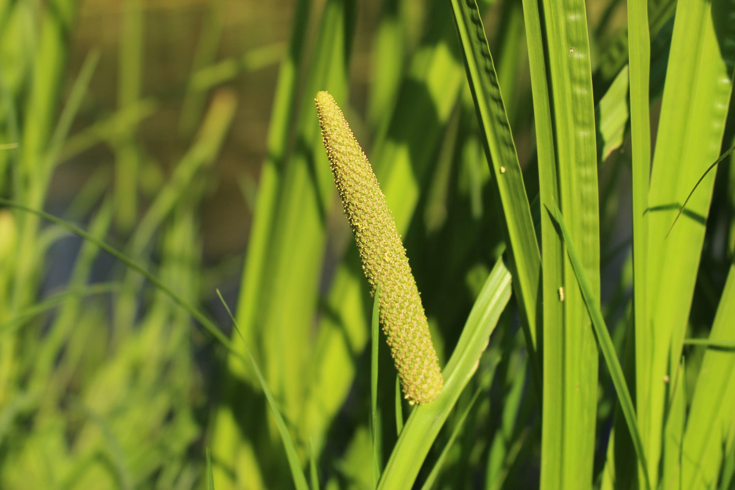 Acorus calamus (Sweet flag) - Marginal Pond Plants - MP001