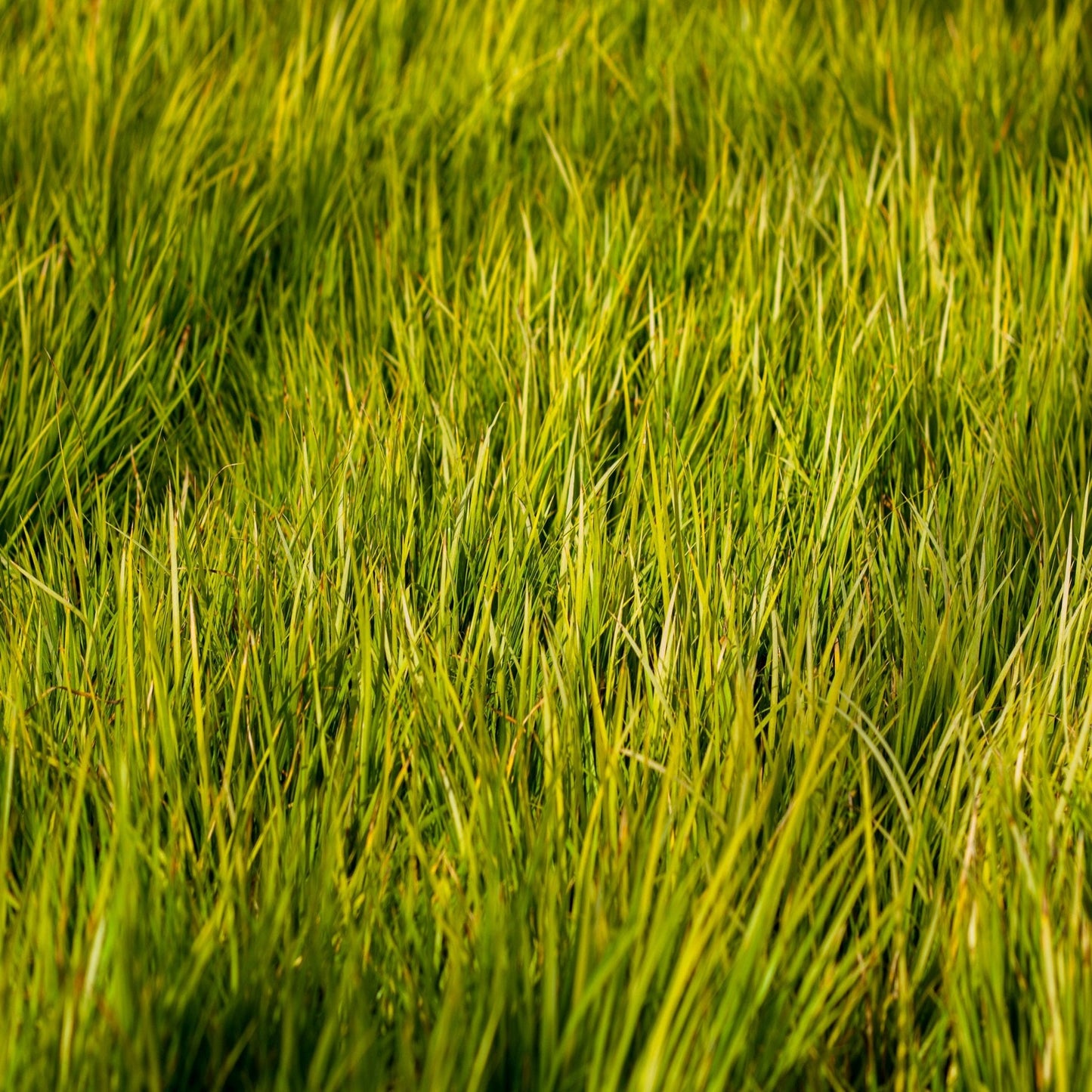 Acorus gramineus 'Hakuro Nishiki' 9cm