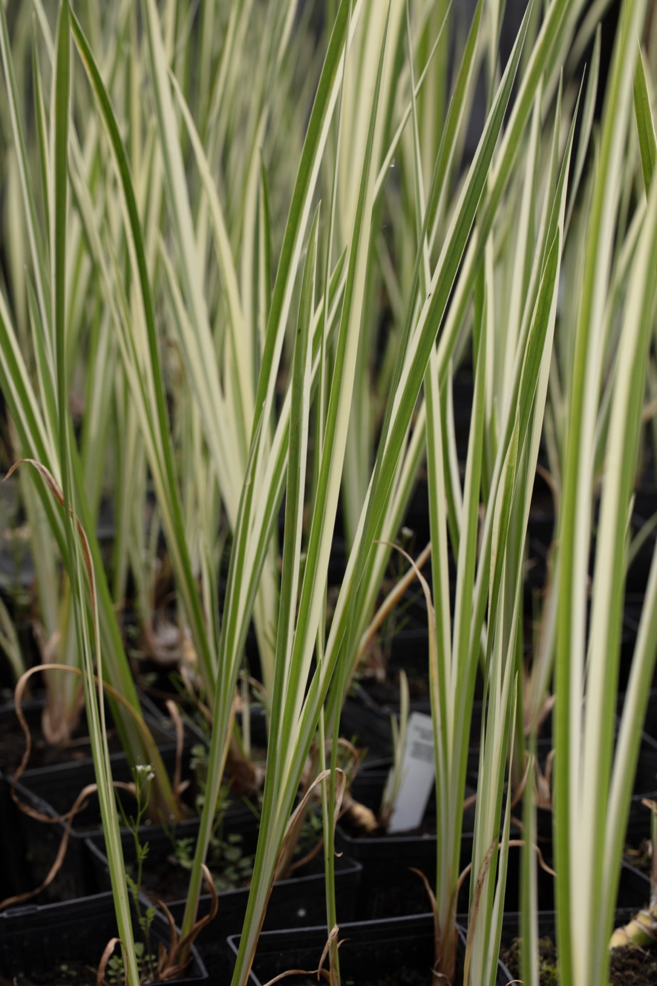 Acorus calamus variegatus