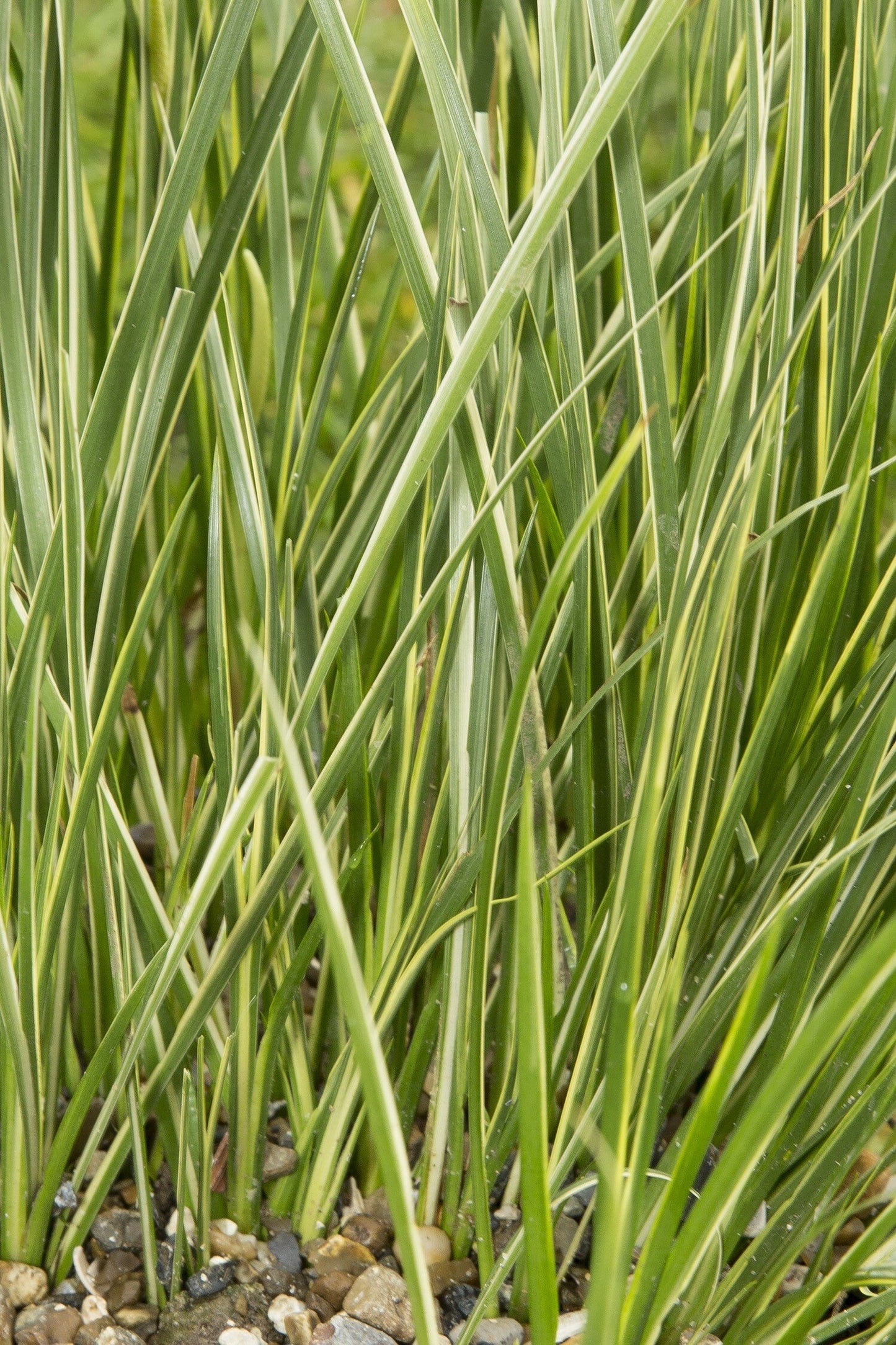 Acorus gramineus variegatus