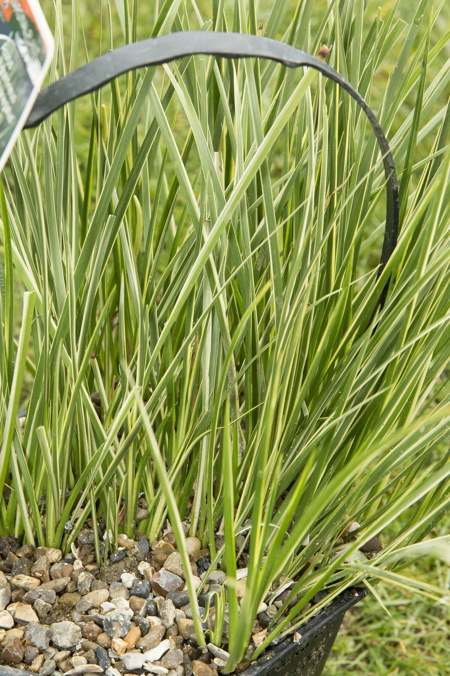Acorus gramineus variegatus
