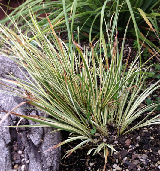 Acorus gramineus variegatus (Variegated slender sweet flag) - MP003 Packs