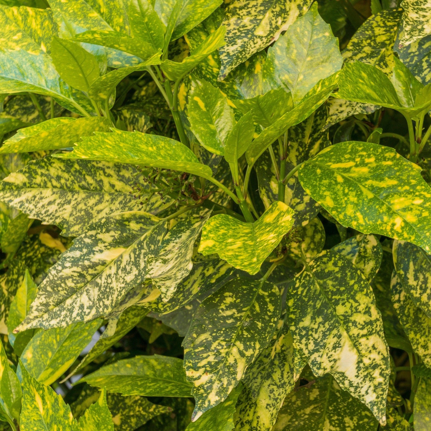 Aucuba japonica (Spotted Laurel) 1.5L (Multibuy Offers Available)