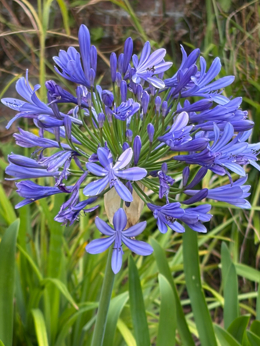 Agapanthus Big Blue