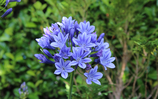 Agapanthus Big Blue
