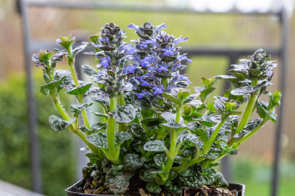 Ajuga pyramidalis 'Metallica Crispa' - Marginal Pond Plants - BP002