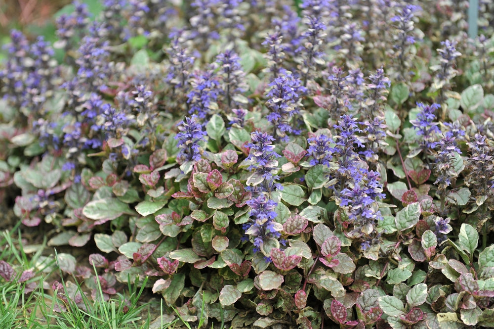 Ajuga reptans (Burgundy Glow) - Marginal Pond Plants - BP003