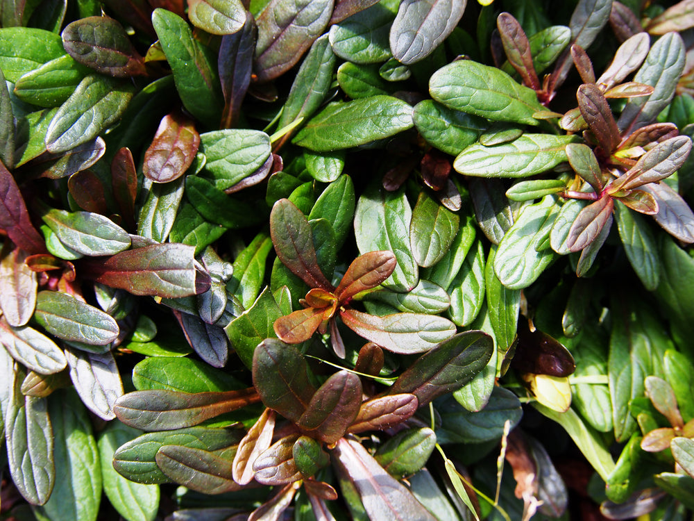 Ajuga reptans 'Chocolate' - Marginal Pond Plants - BP003A