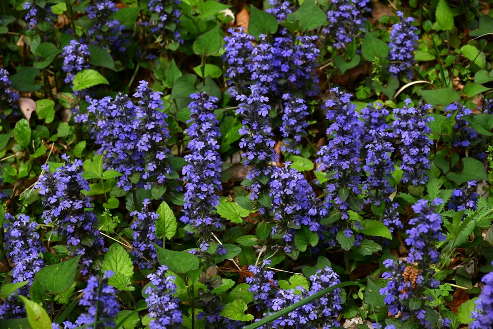 Ajuga Reptans 'Common' - Marginal Pond Plants - BP002A