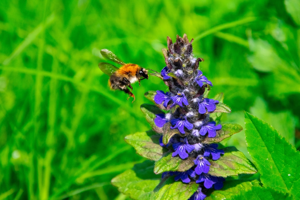 Ajuga Reptans 'Common' - Marginal Pond Plants - BP002A