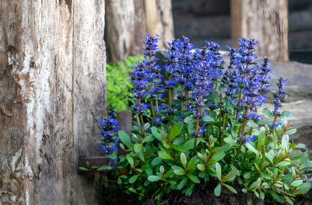 Ajuga reptans 'Common'