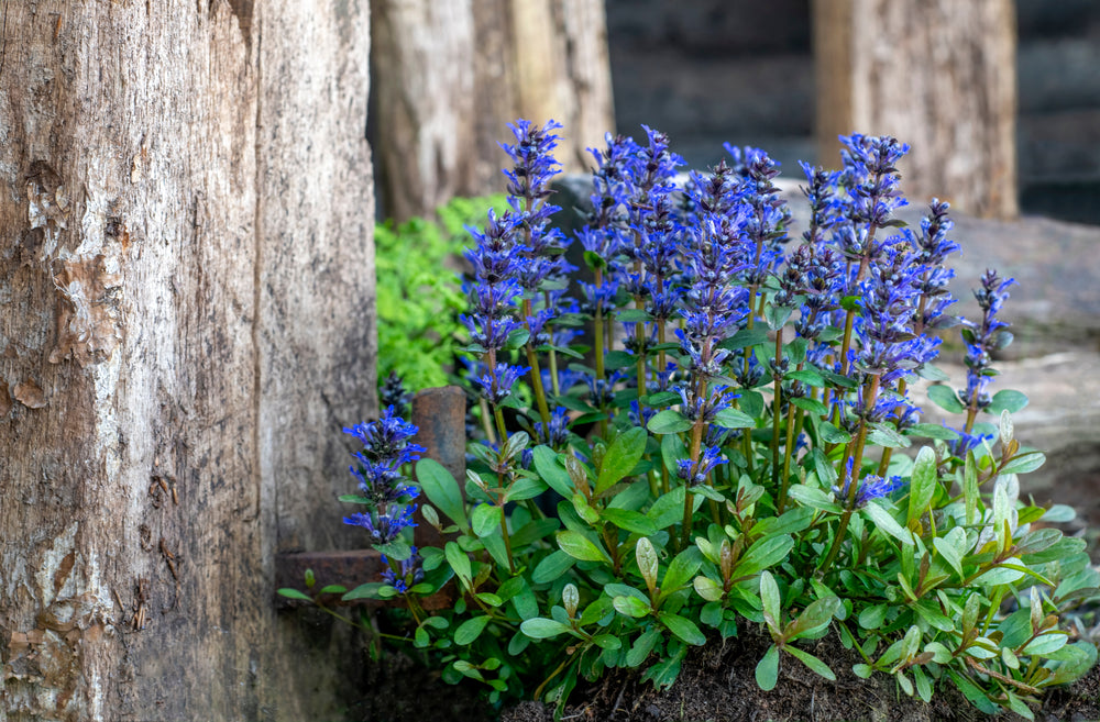 Ajuga Reptans 'Common' - Marginal Pond Plants - BP002A