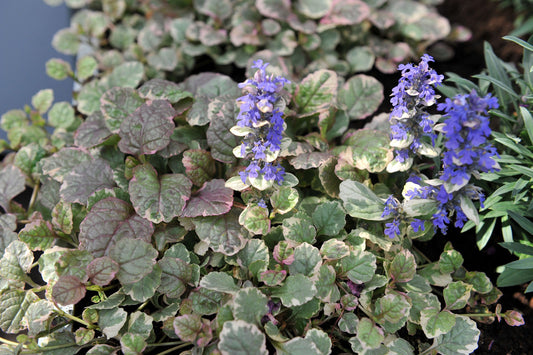 Ajuga Reptans Variegated - BP004 Packs