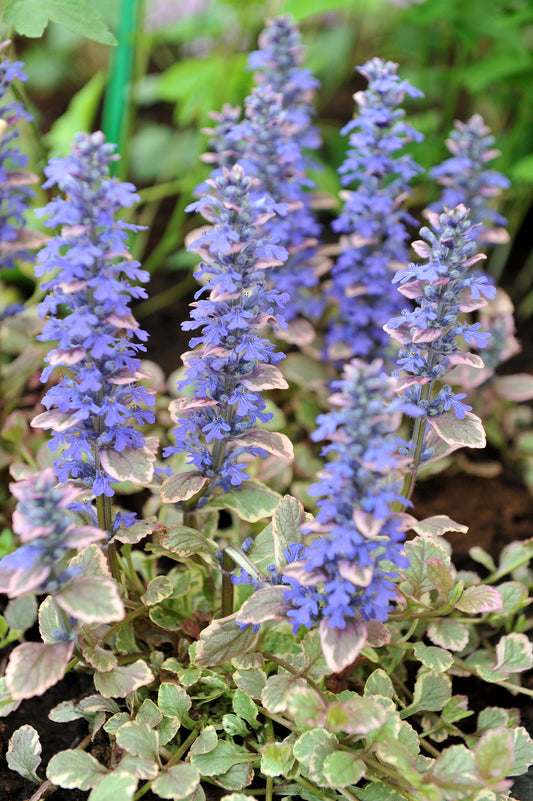 Ajuga Reptans Variegated - BP004 Packs