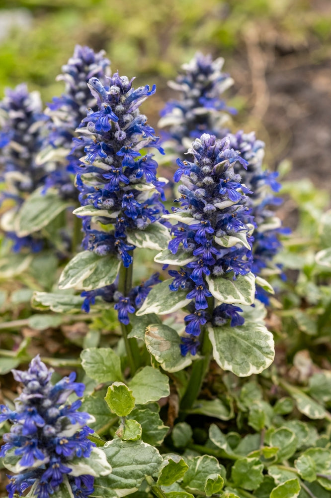 Ajuga Reptans Variegated - Marginal Pond Plants - BP004