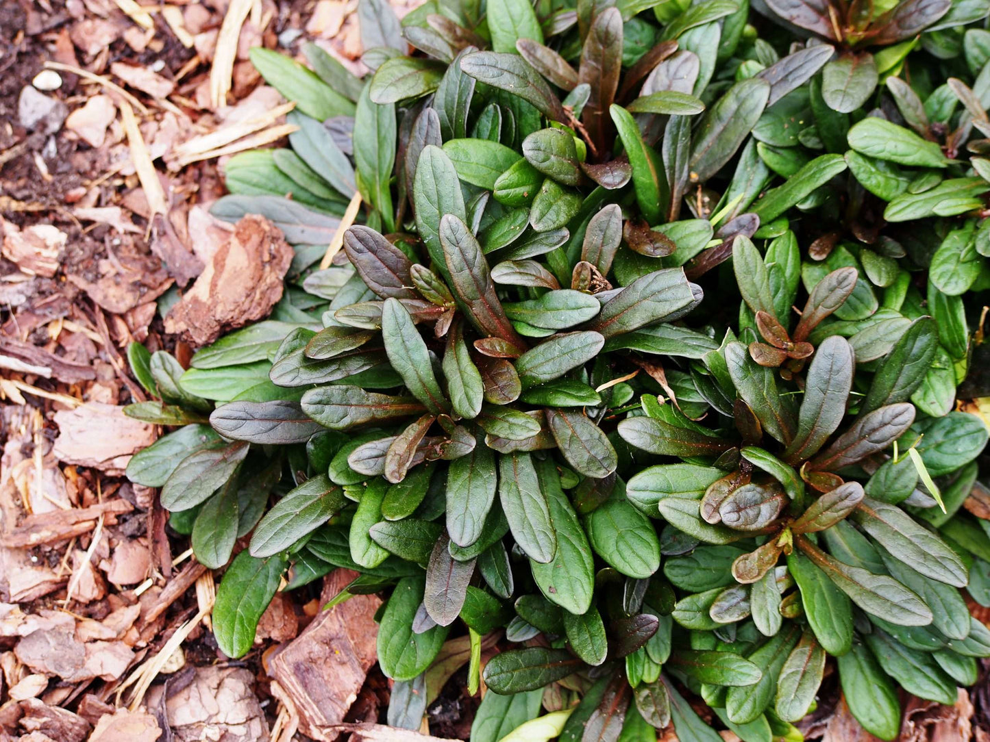 Ajuga reptans 'Chocolate' - Marginal Pond Plants - BP003A