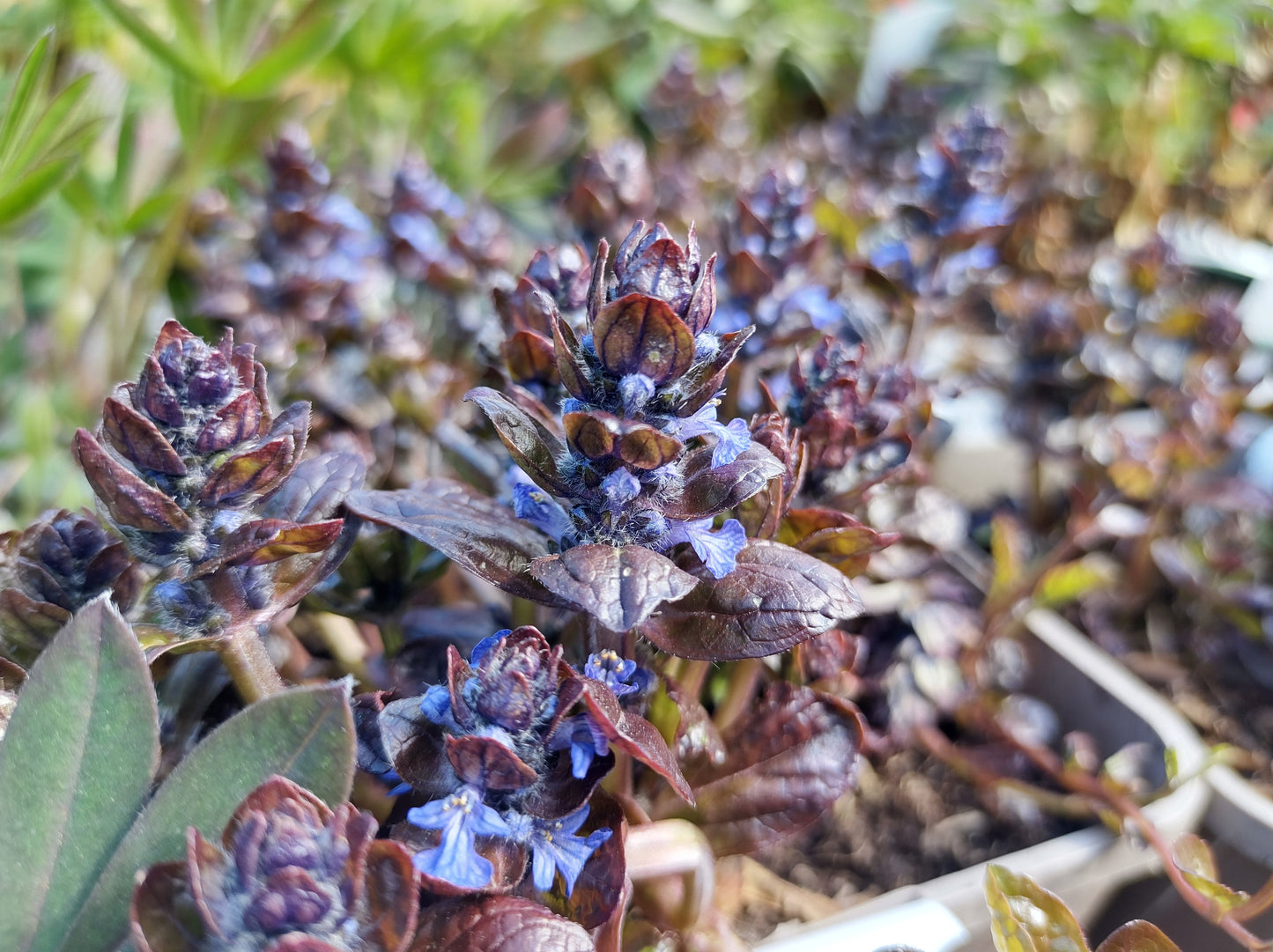 Ajuga reptans 'Braunherz' - BP003B Packs